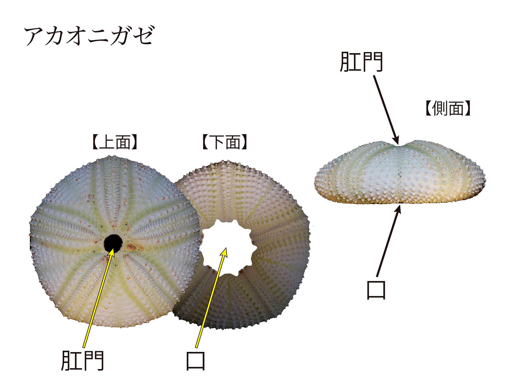 第1回 ウニの世界 〜多種多様なウニ殻の魅力｜あなたの知らない○○ワールド｜連載記事｜BuNa - Bun-ichi Nature Web  Magazine ｜文一総合出版