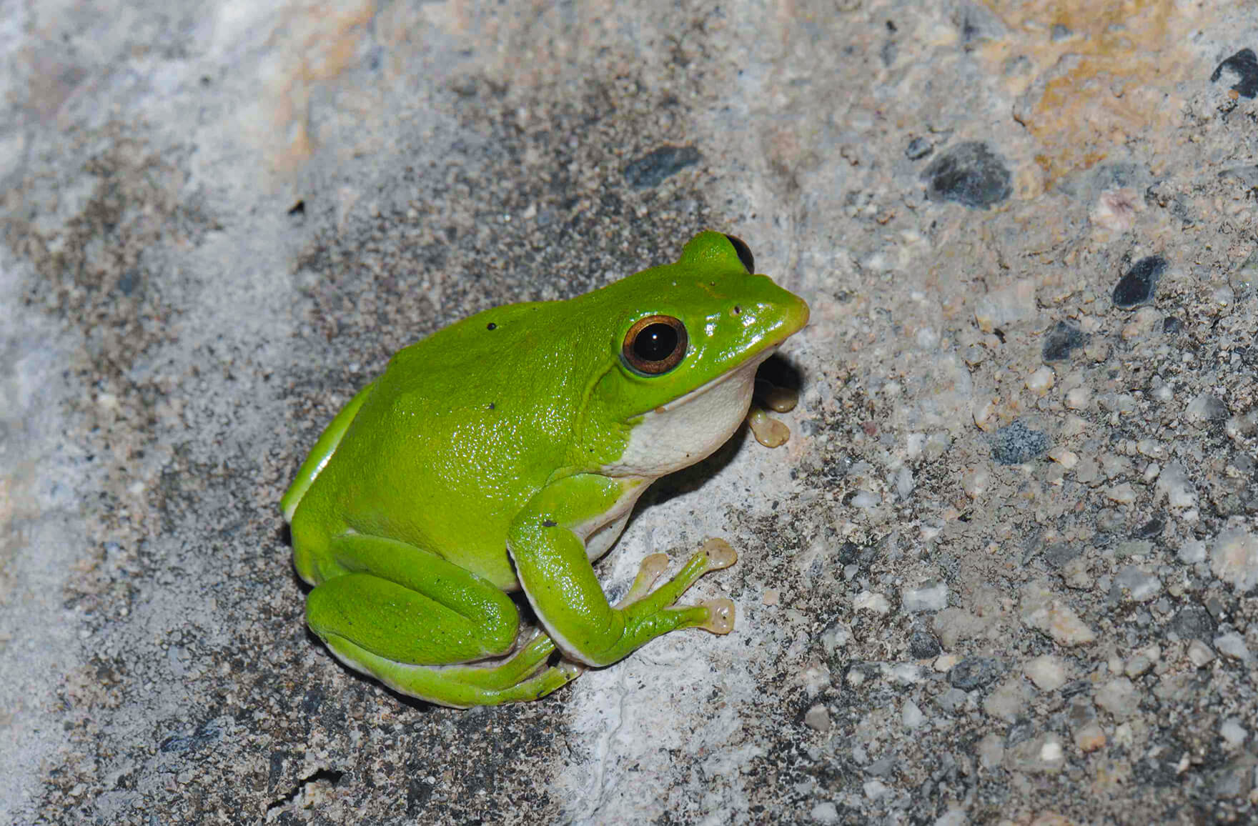 逆ハーレム? 樹の上に卵!? 見てみたいモリアオガエルの恋愛模様｜記事カテゴリ｜BuNa - Bun-ichi Nature Web Magazine  ｜文一総合出版