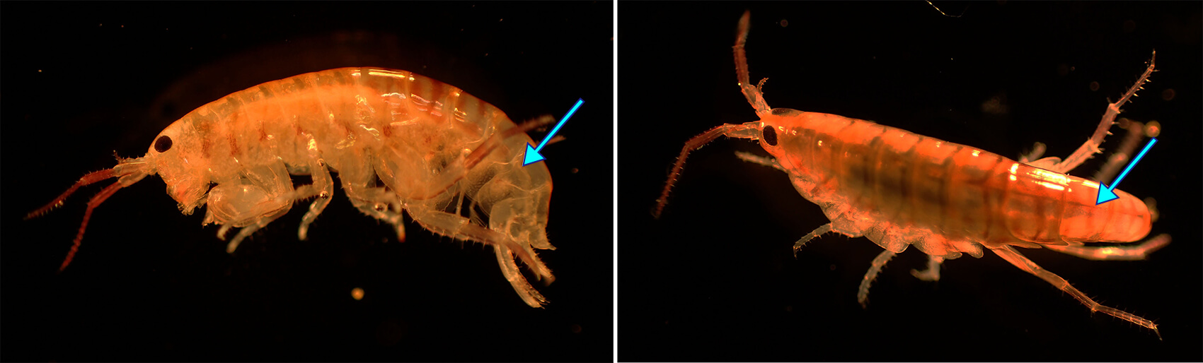 第4回 ヨコエビの世界 〜エビじゃない！ どこにでもいる? 不思議生物｜あなたの知らない○○ワールド｜連載記事｜BuNa - Bun-ichi  Nature Web Magazine ｜文一総合出版