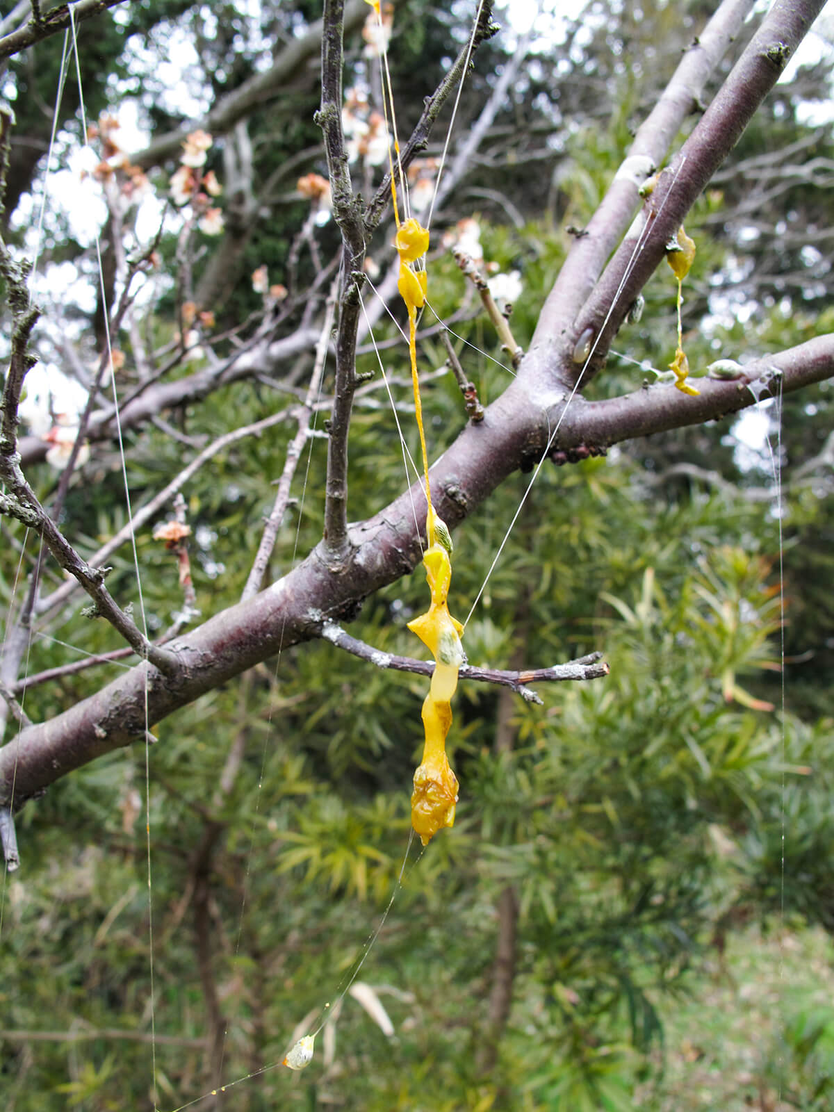 ヤドリギの魅力 ――気になりだしたら止まらない！｜記事カテゴリ｜BuNa - Bun-ichi Nature Web Magazine ｜文一総合出版