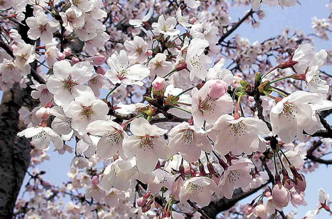 日本のサクラの種類と見分けかた 自生のサクラと栽培品種｜記事カテゴリ｜BuNa - Bun-ichi Nature Web Magazine  ｜文一総合出版