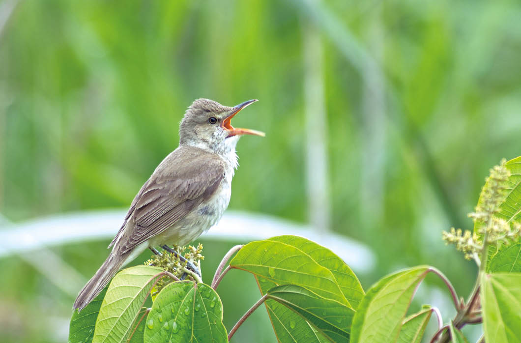 あの声ってこの鳥だったんだ！ プロ直伝、野鳥の鳴き声のおぼえかた｜記事カテゴリ｜BuNa - Bun-ichi Nature Web Magazine  ｜文一総合出版