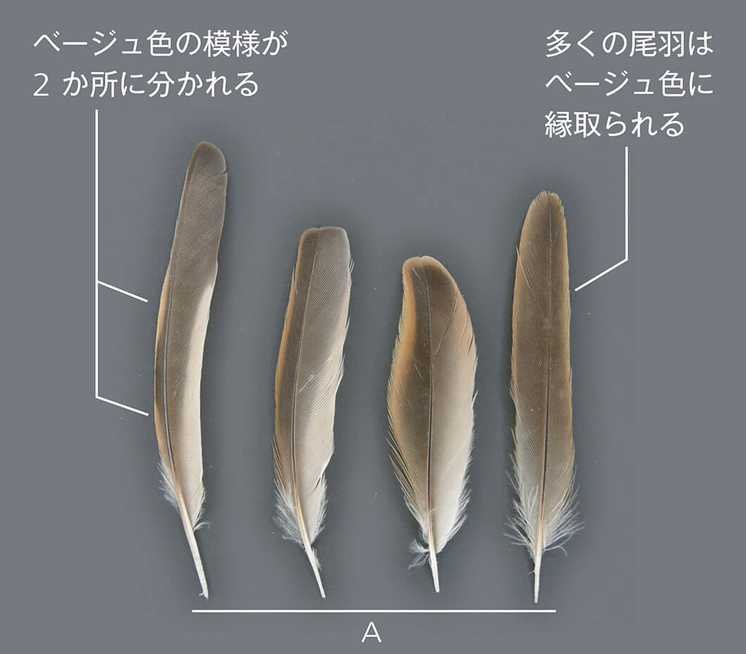 これはなんの鳥の羽根？ 〜羽根図鑑で種類を調べてみよう〜｜記事カテゴリ｜BuNa - Bun-ichi Nature Web Magazine  ｜文一総合出版