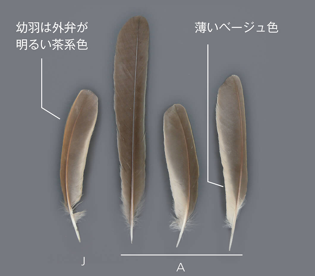 これはなんの鳥の羽根？ 〜羽根図鑑で種類を調べてみよう〜｜記事カテゴリ｜BuNa - Bun-ichi Nature Web Magazine  ｜文一総合出版