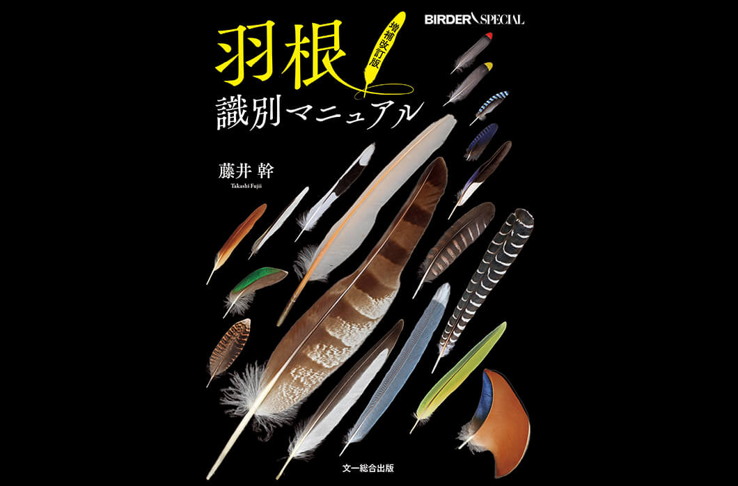 これはなんの鳥の羽根？ 〜羽根図鑑で種類を調べてみよう〜｜記事カテゴリ｜BuNa - Bun-ichi Nature Web Magazine  ｜文一総合出版