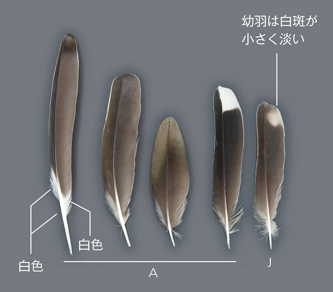 これはなんの鳥の羽根？ 〜羽根図鑑で種類を調べてみよう〜｜記事カテゴリ｜BuNa - Bun-ichi Nature Web Magazine  ｜文一総合出版