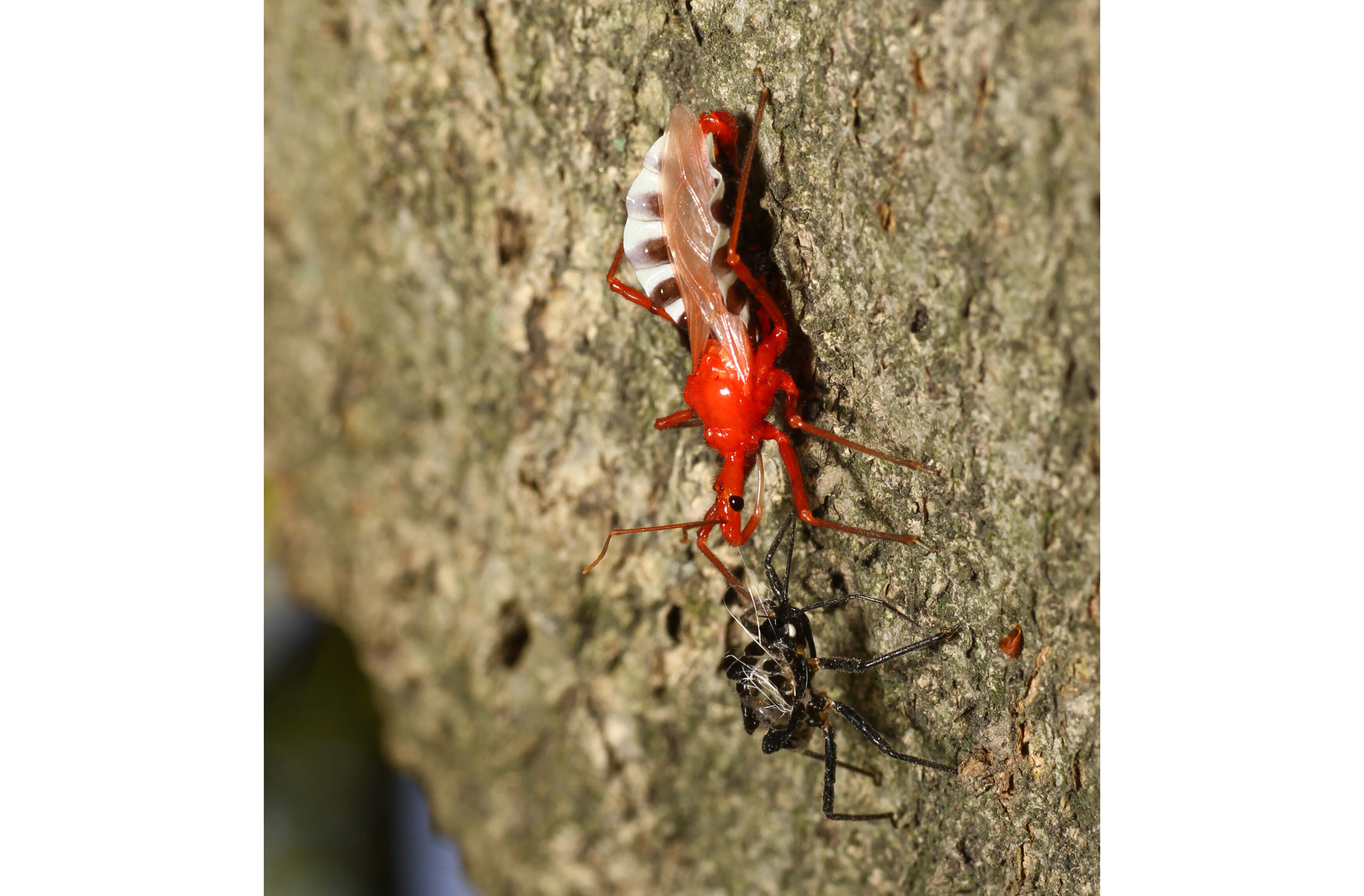 第1回 赤い新種 残念ヨコヅナサシガメちゃんでした あるある昆虫相談室 おしえて 虫のおじさん 連載記事 Buna Bun Ichi Nature Web Magazine 文一総合出版