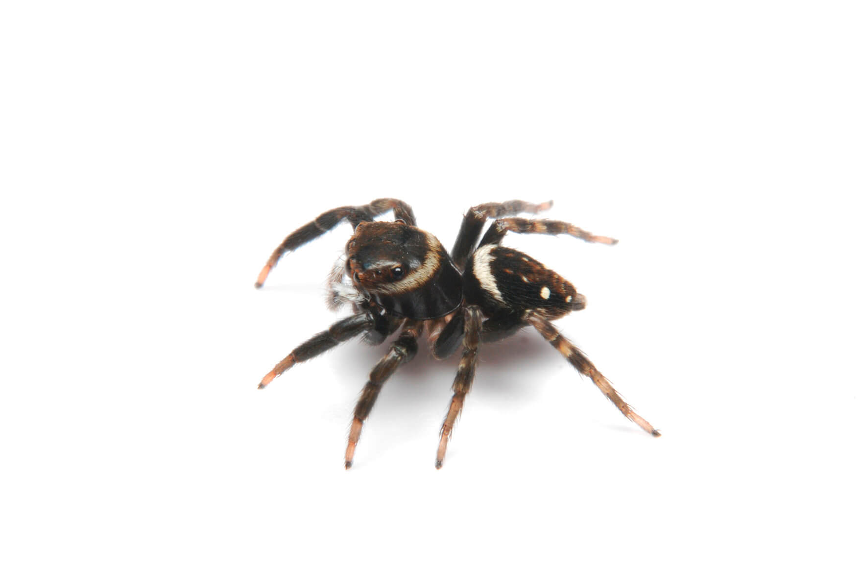 家 蜘蛛 小さい 白い - Hōmuaidea