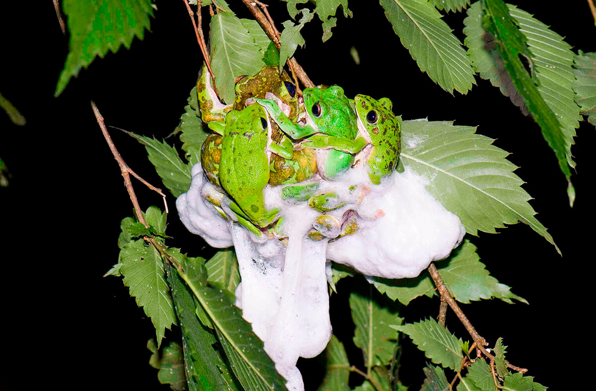 逆ハーレム 樹の上に卵 見てみたいモリアオガエルの恋愛模様 記事カテゴリ Buna Bun Ichi Nature Web Magazine 文一総合出版