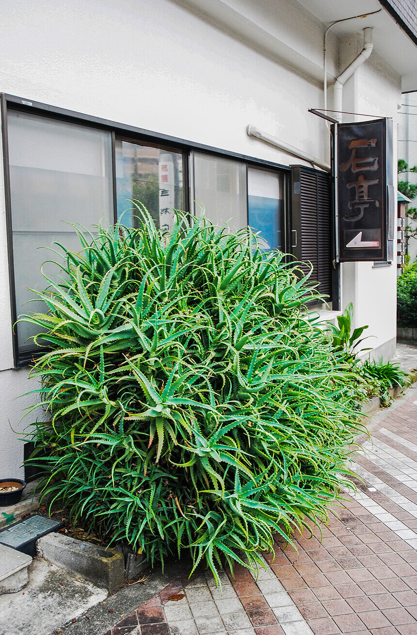 街かど 奇景植物 の魅力と不思議にせまる 前編 街で暴れまくる 身近なワイルド植物たち 記事カテゴリ Buna Bun Ichi Nature Web Magazine 文一総合出版