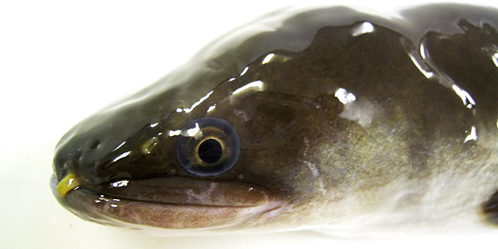 湿地帯生物としてのウナギという魚の魅力 記事カテゴリ Buna Bun Ichi Nature Web Magazine 文一総合出版