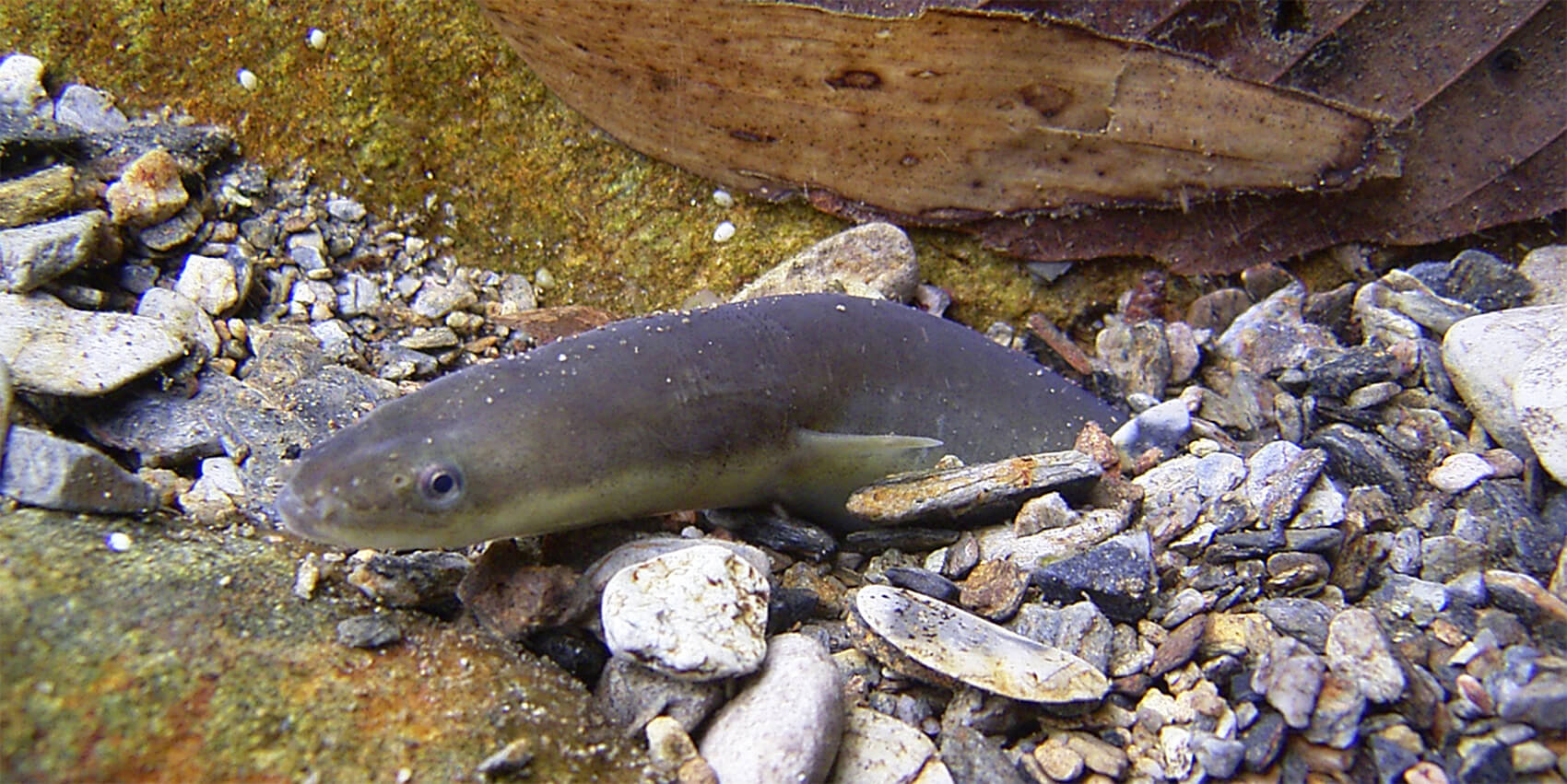 湿地帯生物としてのウナギという魚の魅力 記事カテゴリ Buna Bun Ichi Nature Web Magazine 文一総合出版