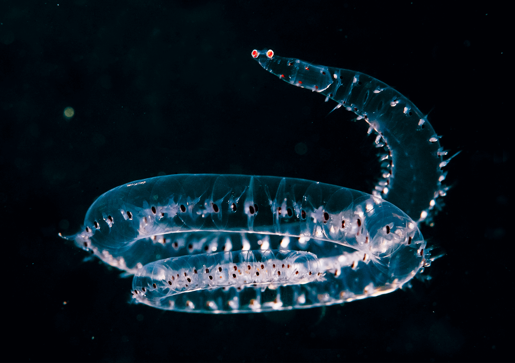 変わったかたちの海の浮遊生物11種 記事カテゴリ Buna Bun Ichi Nature Web Magazine 文一総合出版
