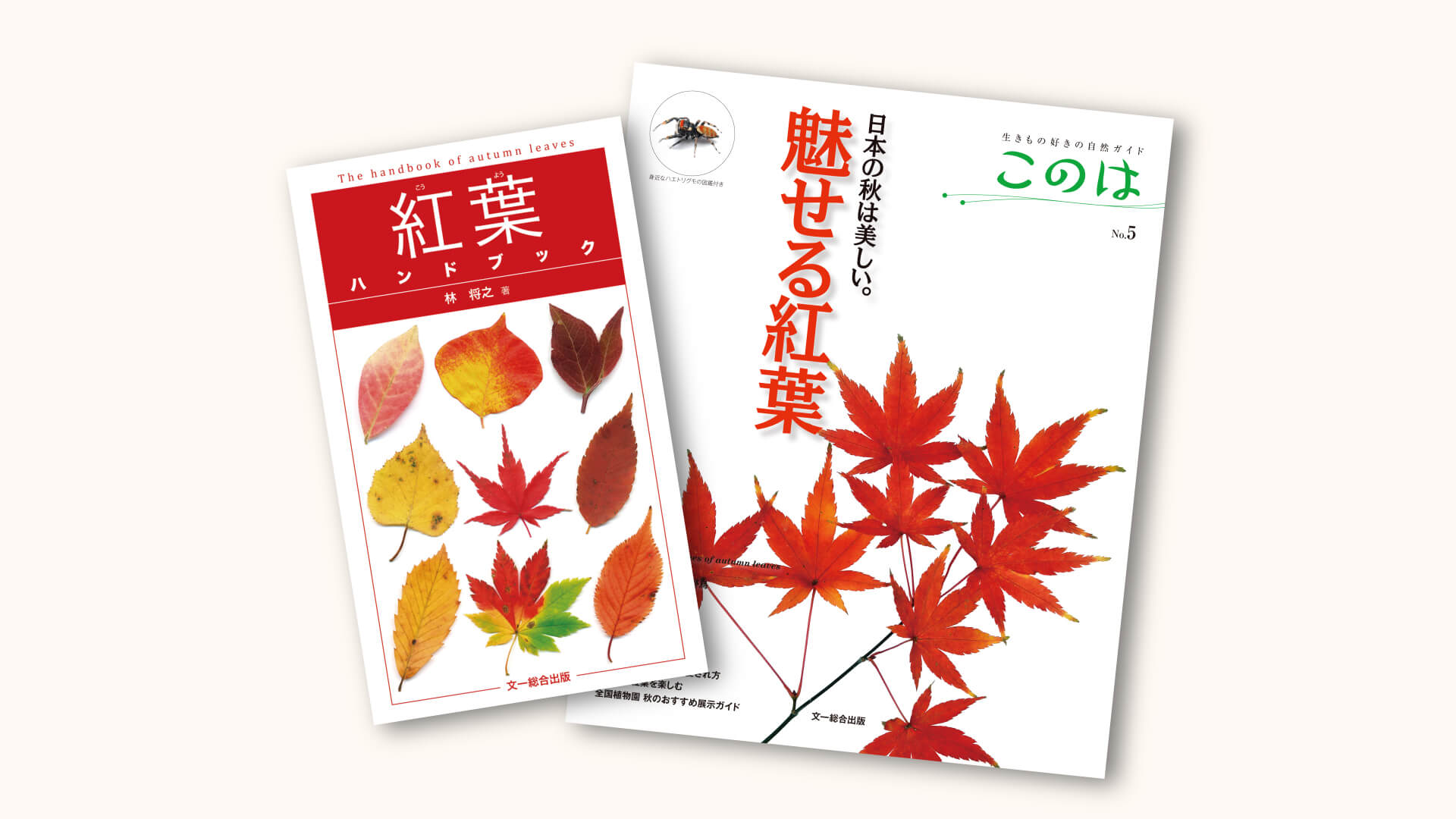 なぜ紅葉するの 葉の色が変わる 色素 のメカニズム 記事カテゴリ Buna Bun Ichi Nature Web Magazine 文一総合出版