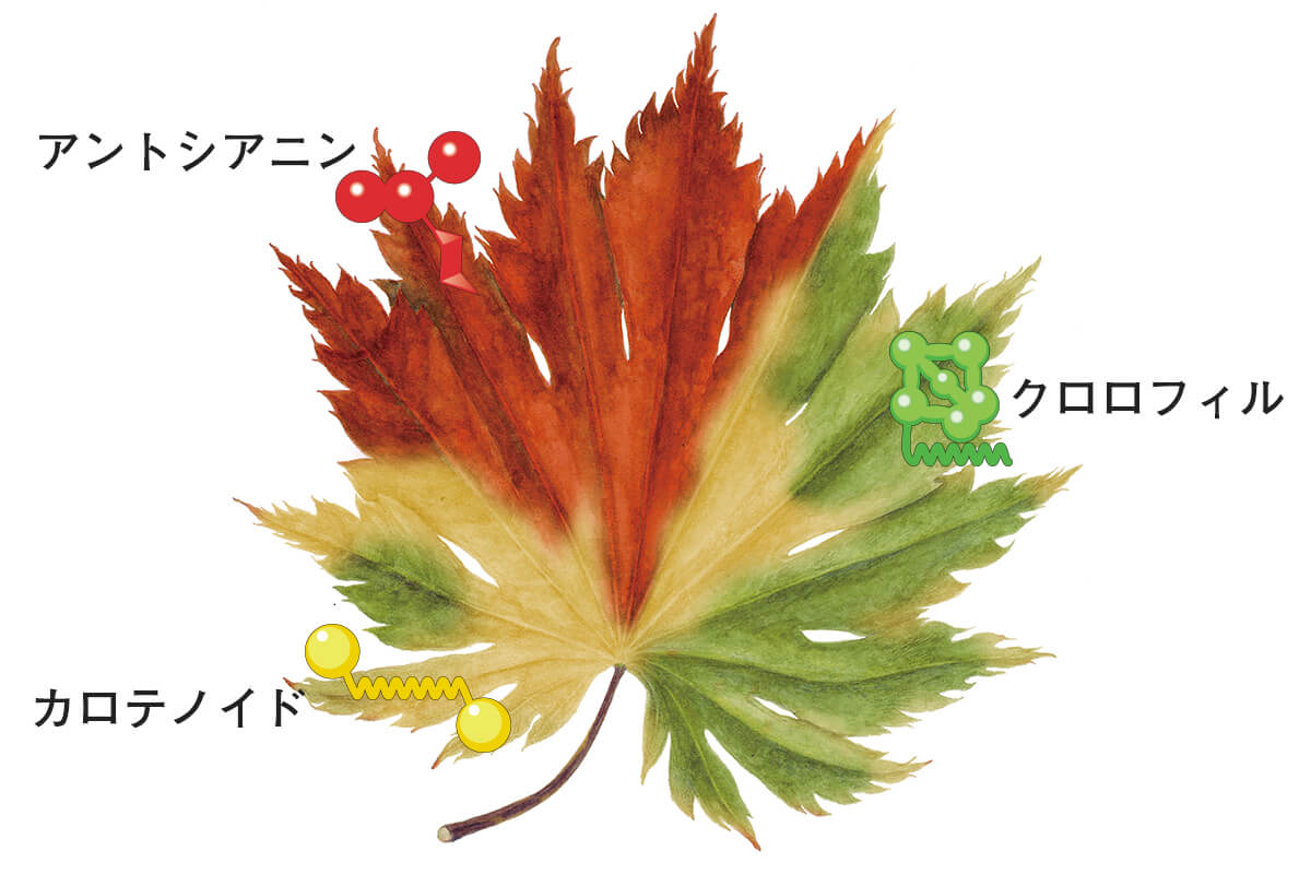なぜ紅葉するの 葉の色が変わる 色素 のメカニズム 記事カテゴリ Buna Bun Ichi Nature Web Magazine 文一総合出版