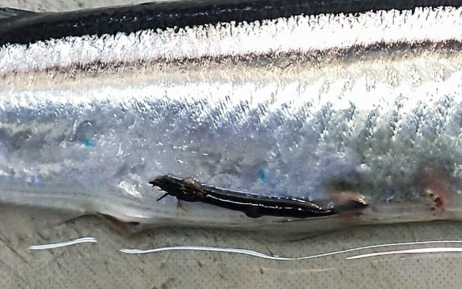 刺身にアニサキス 魚によくいる寄生虫6種とその対策 記事カテゴリ Buna Bun Ichi Nature Web Magazine 文一総合出版