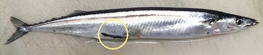 刺身にアニサキス 魚によくいる寄生虫6種とその対策 記事カテゴリ Buna Bun Ichi Nature Web Magazine 文一総合出版