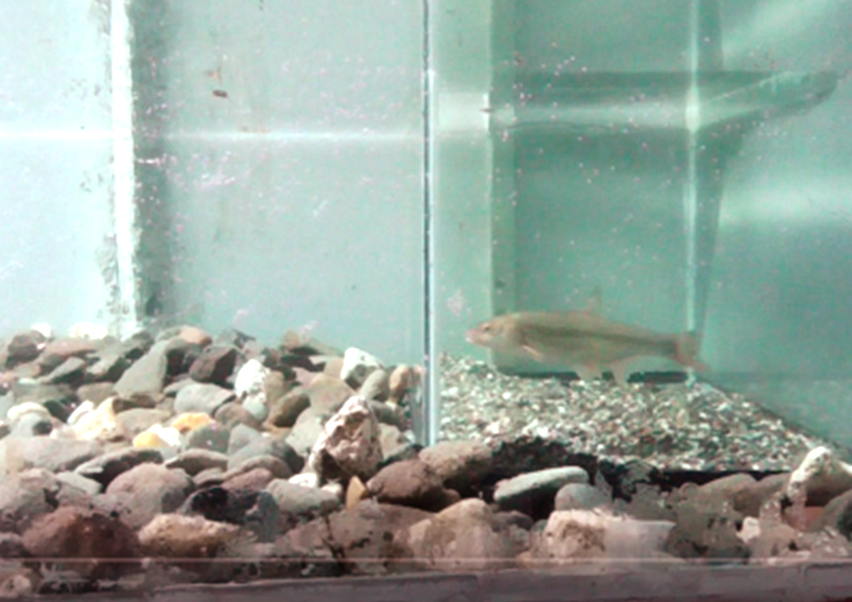 ウグイ類のメスが派手な理由 魚たちのお見合い実験奮闘記 記事カテゴリ Buna Bun Ichi Nature Web Magazine 文一総合出版