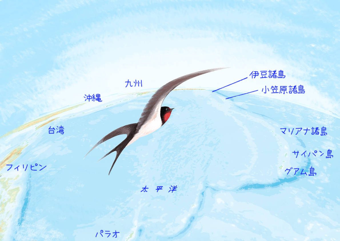 ツバメはどこから飛来する 小笠原諸島 伊豆諸島 ツバメの渡り調査 でわかったこと 前編 記事カテゴリ Buna Bun Ichi Nature Web Magazine 文一総合出版