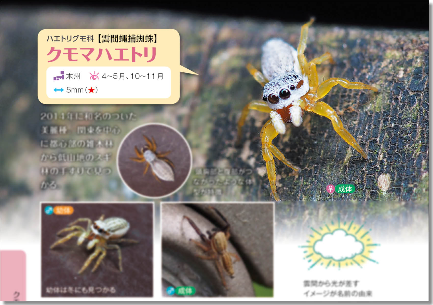 新種発見 ハエトリグモ博士と手すりの虫を観察してみた 記事カテゴリ Buna Bun Ichi Nature Web Magazine 文一総合出版