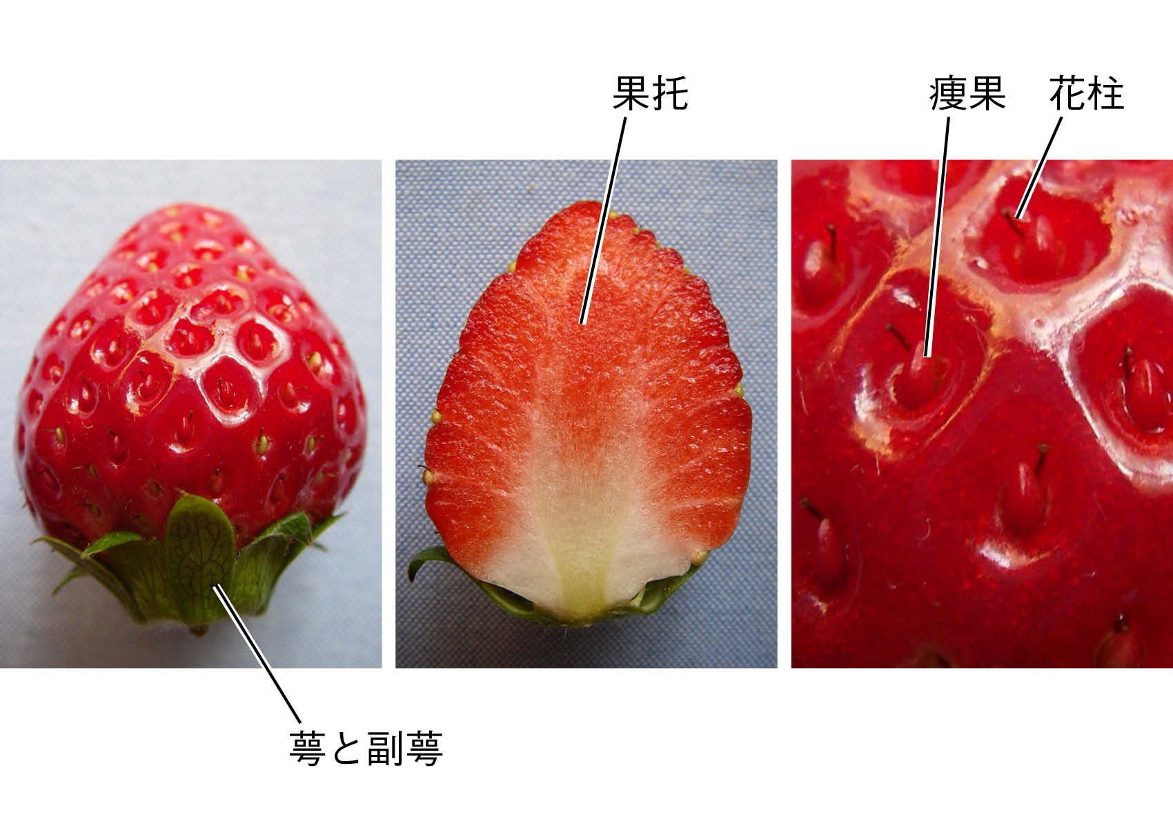 リンゴの芯はじつは果実 知っているとおもしろい花と果実の植物用語学 記事カテゴリ Buna Bun Ichi Nature Web Magazine 文一総合出版