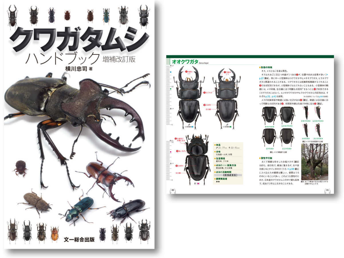 クワガタ博士がとっても詳しく教える 昆虫を飼育するなら守るべき3つのルール 記事カテゴリ Buna Bun Ichi Nature Web Magazine 文一総合出版