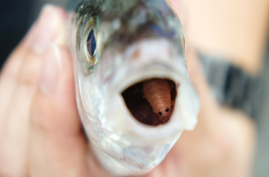 第7回 ウオノエの世界 カワイイ顔して 魚に寄生する甲殻類 あなたの知らない ワールド 連載記事 Buna Bun Ichi Nature Web Magazine 文一総合出版