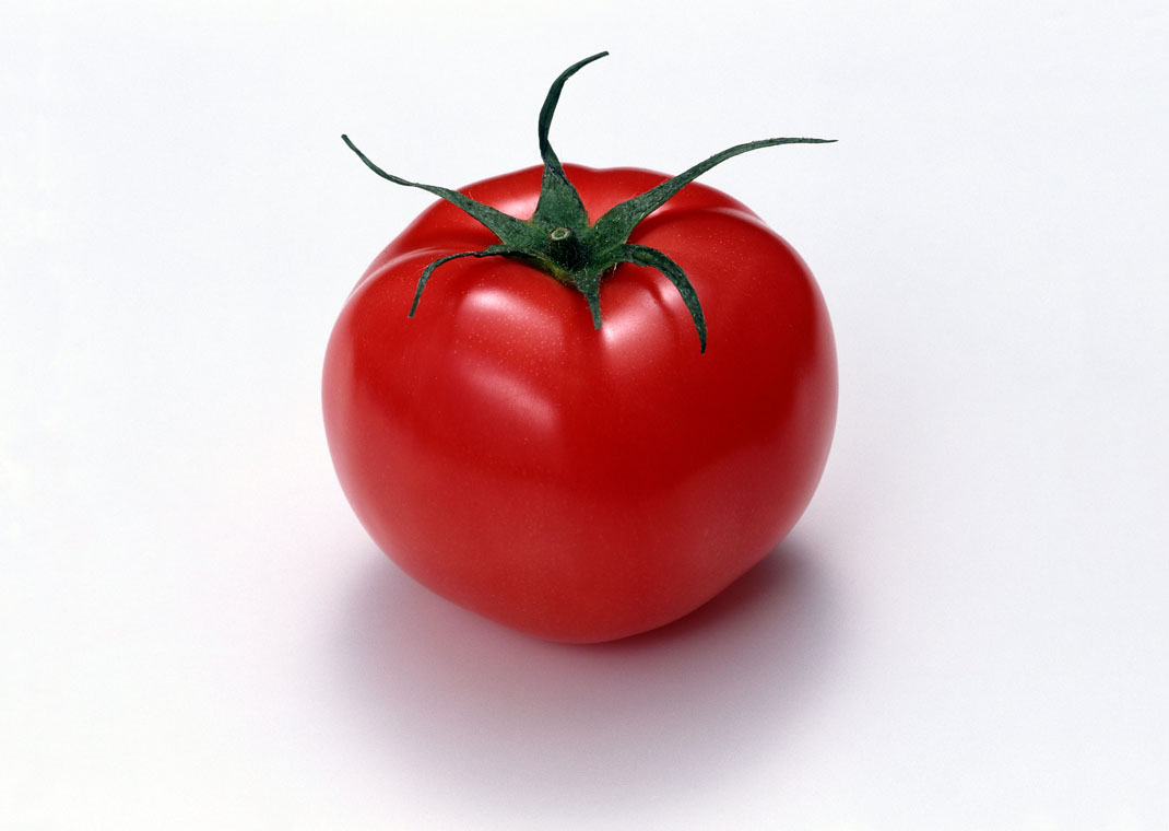 未熟なトマトにご用心 植物学者が中毒したお話 記事カテゴリ Buna Bun Ichi Nature Web Magazine 文一総合出版