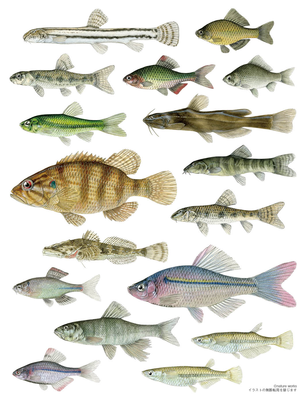 日本の淡水魚にどうやって関心をもってもらう Wwfスタッフが惚れた博物画家 小村一也の描く 命の色 記事カテゴリ Buna Bun Ichi Nature Web Magazine 文一総合出版