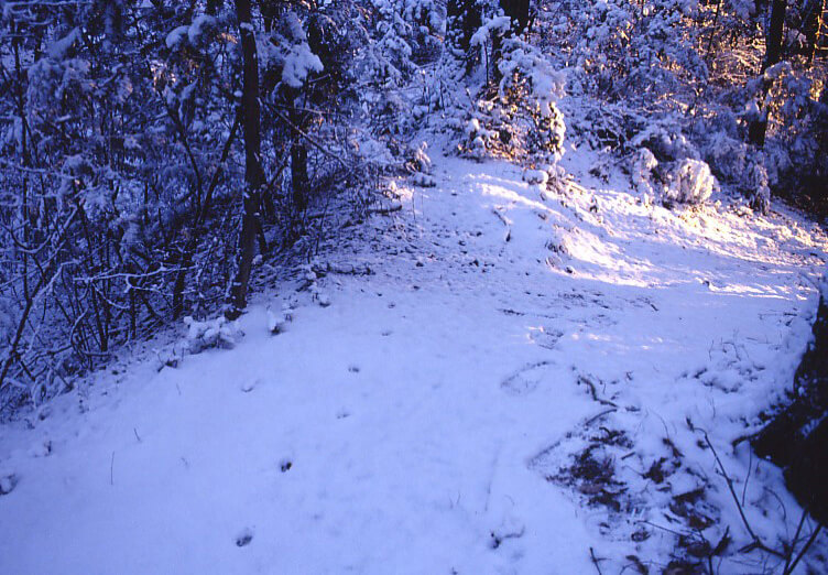冬の野生動物をフィールドサインから見分けるコツ 前編 足跡とフン 記事カテゴリ Buna Bun Ichi Nature Web Magazine 文一総合出版