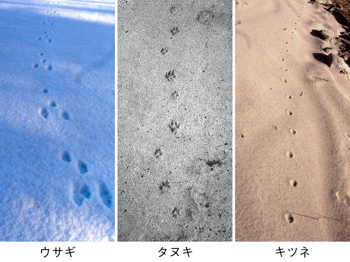 冬の野生動物をフィールドサインから見分けるコツ 前編 足跡とフン 記事カテゴリ Buna Bun Ichi Nature Web Magazine 文一総合出版