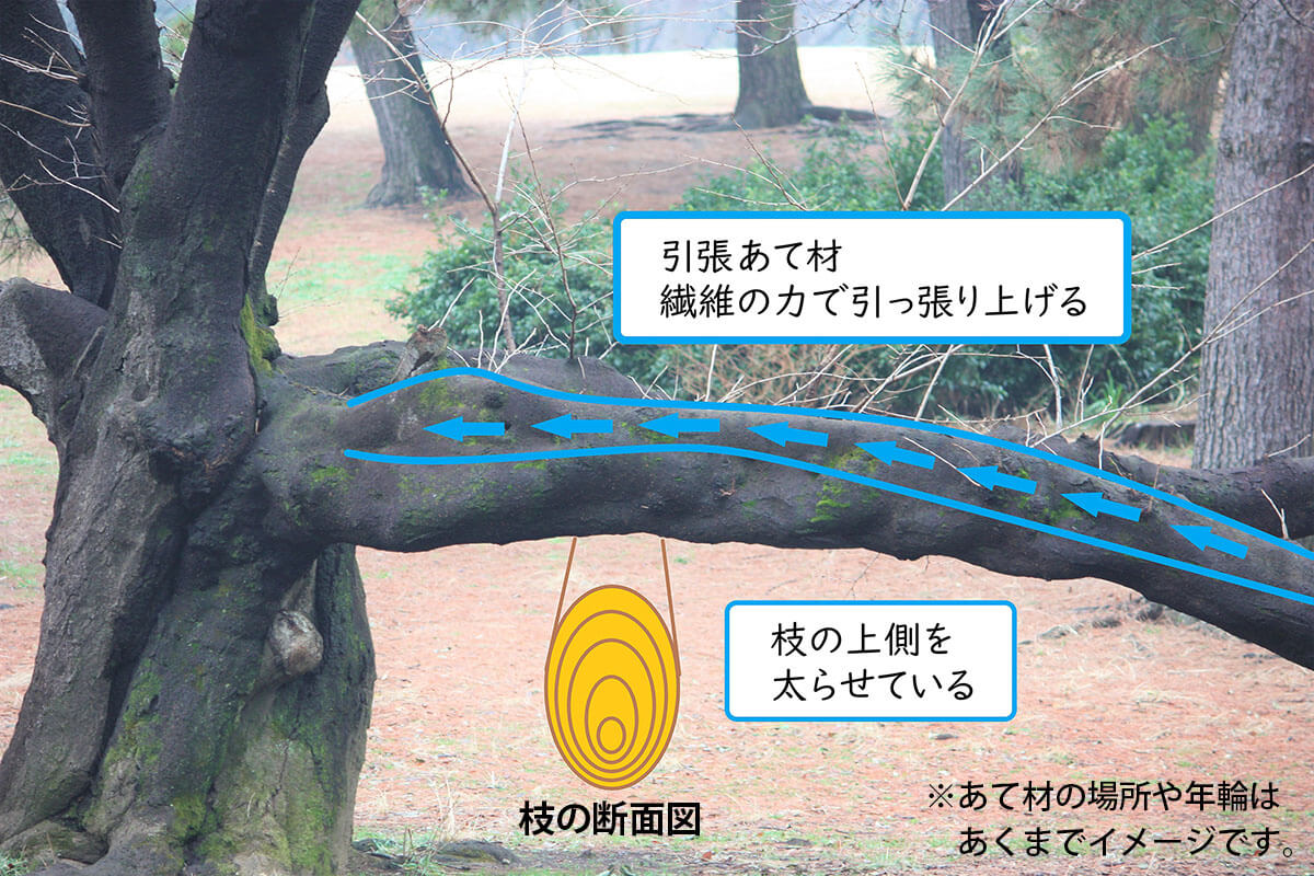 木はどうして倒れない 樹木医の視点で見る木のすごい構造 記事カテゴリ Buna Bun Ichi Nature Web Magazine 文一総合出版