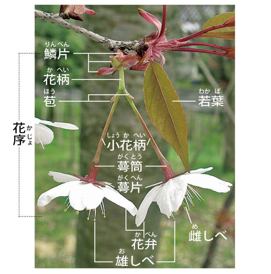 日本のサクラの種類と見分けかた 自生のサクラと栽培品種 記事カテゴリ Buna Bun Ichi Nature Web Magazine 文一総合出版