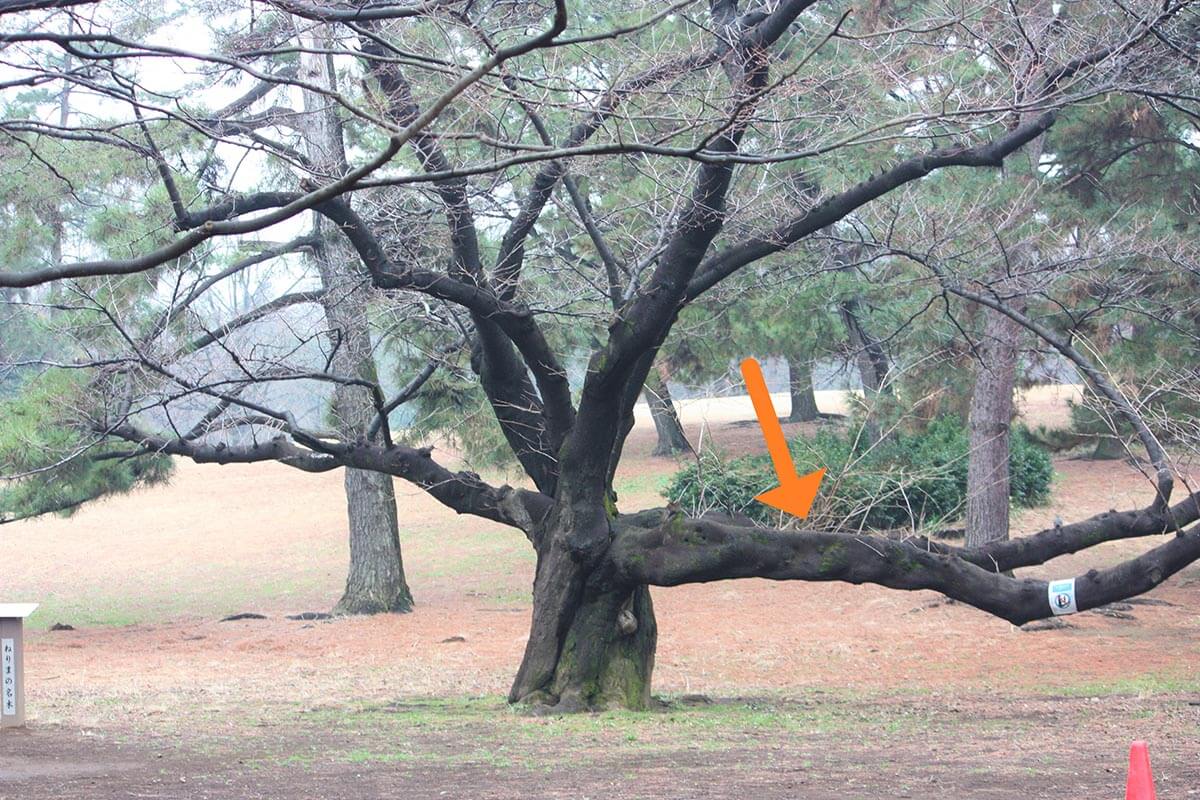 木はどうして倒れない 樹木医の視点で見る木のすごい構造 記事カテゴリ Buna Bun Ichi Nature Web Magazine 文一総合出版