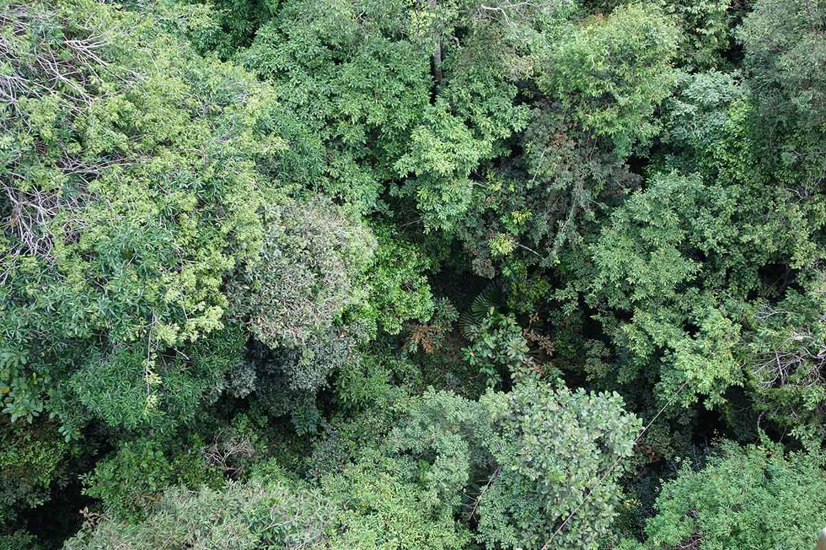 虫除けスプレー不要 おすすめ虫除け服 スコーロンウェア をジャングルで生物学者が試してみた 記事カテゴリ Buna Bun Ichi Nature Web Magazine 文一総合出版