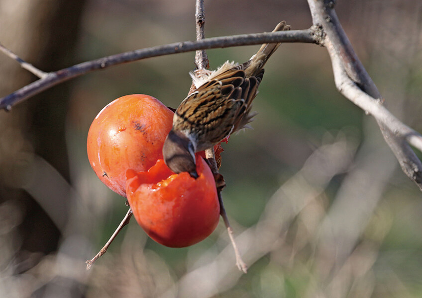 鳥が好きな木の実の味は 実際に味わってみた 記事カテゴリ Buna Bun Ichi Nature Web Magazine 文一総合出版