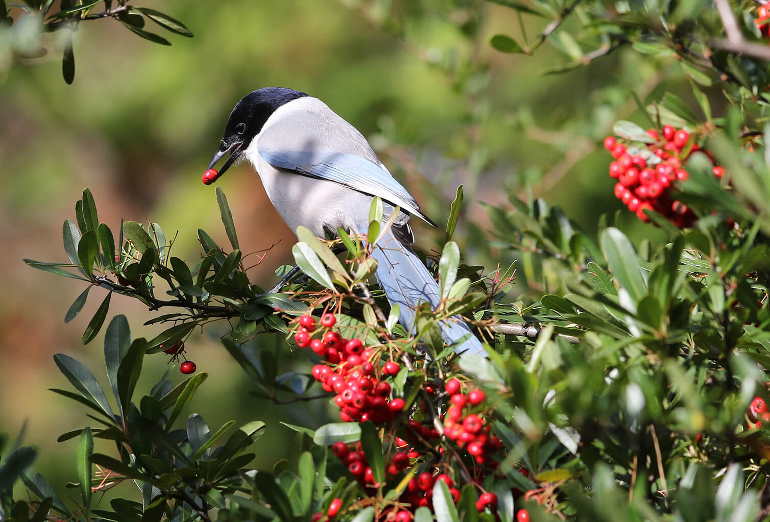 鳥が好きな木の実の味は 実際に味わってみた 記事カテゴリ Buna Bun Ichi Nature Web Magazine 文一総合出版